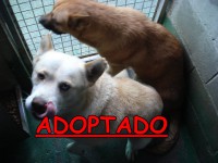 /album/adoptados-/a183224-104634329618970-100002172109230-42346-833657-n-jpg/