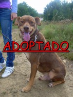 /album/adoptados-/a184284-104633392952397-100002172109230-42315-2185570-n-jpg/