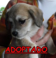 /album/adoptados-/a189174-104635176285552-100002172109230-42379-5469316-n-jpg/