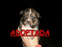 /album/adoptados-/a199858-104634356285634-100002172109230-42348-1084572-n-jpg/