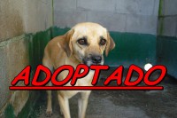 /album/adoptados-/a200536-104633862952350-100002172109230-42331-1535402-n-jpg/