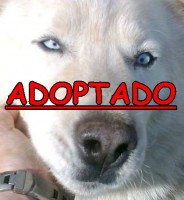 /album/adoptados-/a207413-112336685515401-100002172109230-110977-974985-n-jpg/