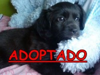 /album/adoptados-/a226038-116102608472142-100002172109230-138710-5392657-n-jpg/