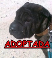 /album/adoptados-/a222664-116554325093637-100002172109230-141282-6447714-n-jpg/