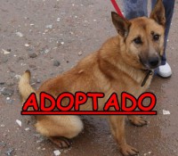 /album/adoptados-/a226289-118408168241586-100002172109230-153033-4054196-n-jpg/