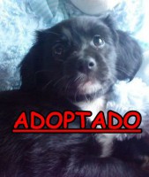 /album/adoptados-/a227664-118408181574918-100002172109230-153034-3632124-n-jpg/