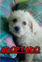 /album/adoptados-/a229324-118408201574916-100002172109230-153036-7933240-n-jpg/