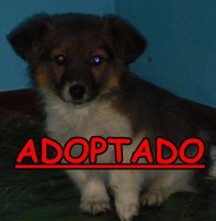 /album/adoptados-/a230159-118408191574917-100002172109230-153035-420422-n-jpg/