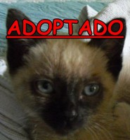 /album/adoptados-/a247517-126729087409494-100002172109230-210078-7466462-n-jpg/