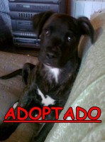 /album/adoptados-/a251094-126345040781232-100002172109230-206958-2132627-n-jpg/