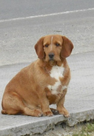 ESTAN EN LA CALLE!!BUSCAN CASA DE ACOGIDA O PROTECTORA QUE SE HAGA CARGO DE ELLA Y EL!!! CARBALLO(A CORUÑA) CONTACTO: RAQUEL:636539779 HUELLITAS EN ADOPCION: 691763687.jpg